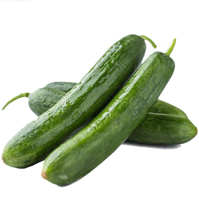 水生田水果黄瓜种子苗蔬菜黄瓜苗