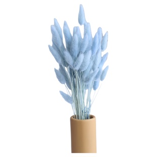 兔尾草狗尾草永生花国产干花真花玻璃罩装饰田园室内客厅拍摄道具