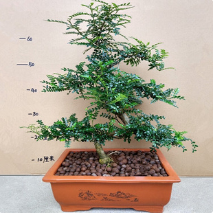 防驱蚊草清货植物胡椒清香木盆栽室内绿植花卉老桩盆景净化空气