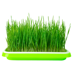 养只宠物猫兔草种子小麦草种子自种吐毛球荷兰鼠豚鼠种草兔粮草种