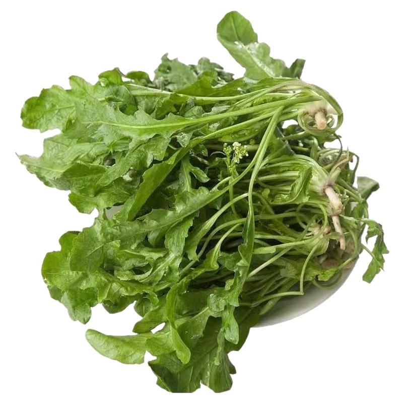 河南露天大叶荠菜新鲜现挖荠荠菜地丁野生当季野菜馄饨馅顺丰包邮