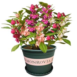 重瓣凤仙花种子四季开花易活盆栽指甲花种籽庭院室内外植物花种子