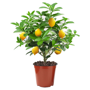 广东香水柠檬苗四季无核嫁接果树果苗南方可盆栽地栽易种植奶茶用