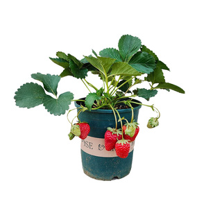 草莓苗秧奶油红颜隋株特大优质苗南北方阳台庭院露天四季盆栽种植