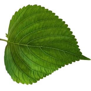 紫苏叶新鲜烤肉鲜叶子蘸酱菜东北苏子叶食用大叶绿苏子叶蔬菜现摘