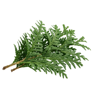 扁柏叶新鲜蛋糕装饰约15枝松柏叶西餐点缀摆盘酒店侧柏枝扁柏枝