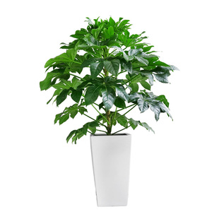 金叶子八角金盘盆栽四季常绿植物办公室内外净化空气客厅耐阴好养