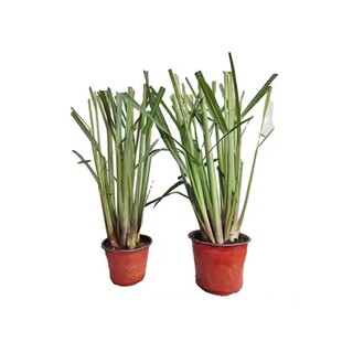 新鲜香茅草苗柠檬草盆栽可食用香草种子驱蚊植物室内客厅阳台绿植