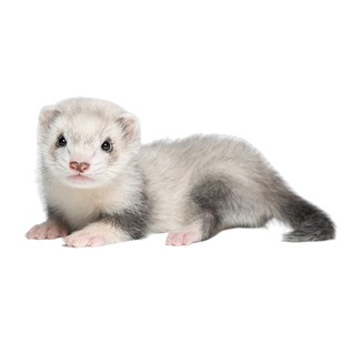 宠物貂安格鲁貂雪貂花貂水獭小宠物活物幼崽水貂活体家养小龙貂