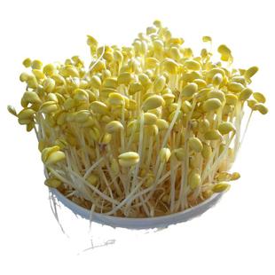发豆芽新黄豆生黄豆芽专用黄豆非转基因小黄豆农家自种满1斤包邮