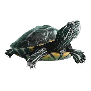 中华草龟小乌龟活体幼苗龟家养观赏龟宠物水龟活物龟墨龟草龟苗花