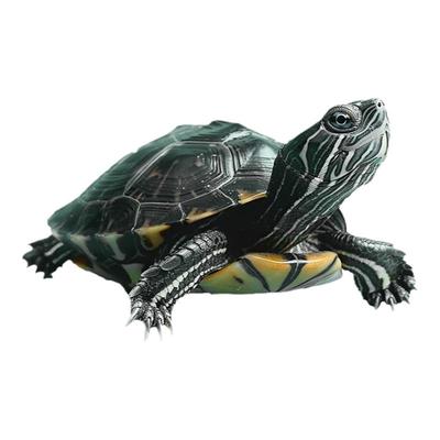 中华草龟活体小乌宠物观赏金线好