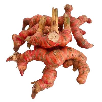 南姜红皮新鲜现挖山姜芦苇姜牛羊肉火锅去膻配料调味潮汕火锅底料