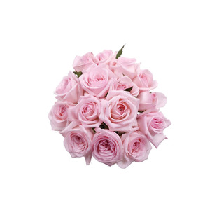 奥利维亚丽拉肯尼亚玫瑰伊利亚特阳光闪耀折射慵懶的波浪浓香大花