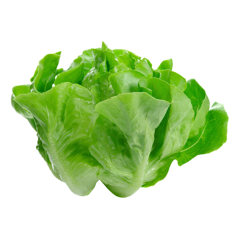 意大利生菜王种子生菜种籽四季