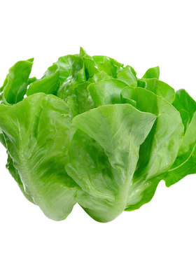 意大利生菜王种子生菜种籽四季