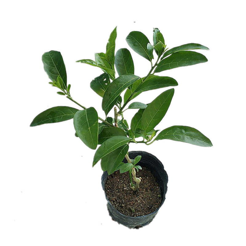 夜来香花树苗盆栽带土带叶发货