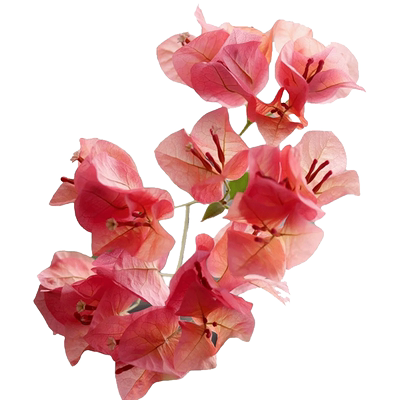 花彩三角梅盆栽阳台室内四季开花