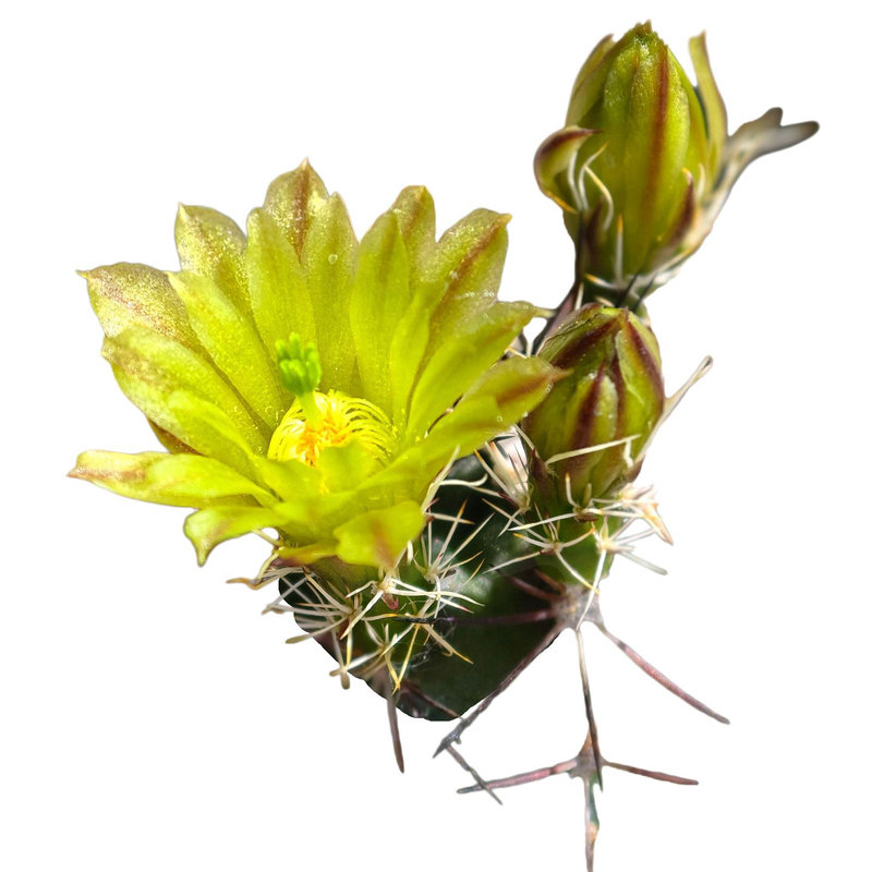 实生达氏青花虾仙人球多花多肉植物花卉绿植室内盆栽阳台窗台好养