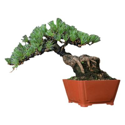 宫岛五针松松柏一物一拍盆景桩