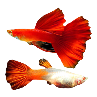 热带孔雀鱼观赏鱼金鱼凤尾鱼