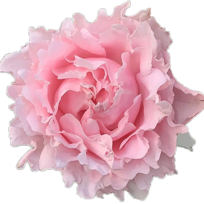 灌木切花月季多季开花机器