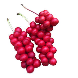 东北长白山北五味子颗粒干货泡酒泡水无硫新货五味子快递包邮