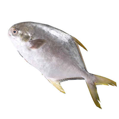 新货！新鲜！肥！肉多刺少！够称