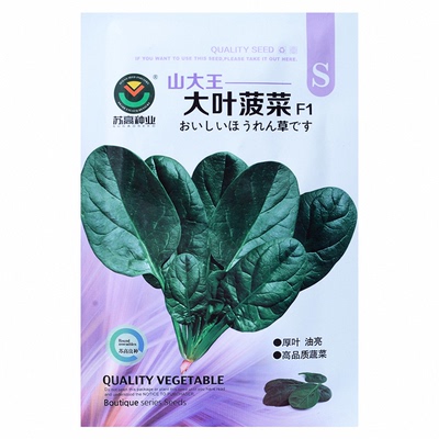 菠菜种子耐热耐寒好吃高产发芽高