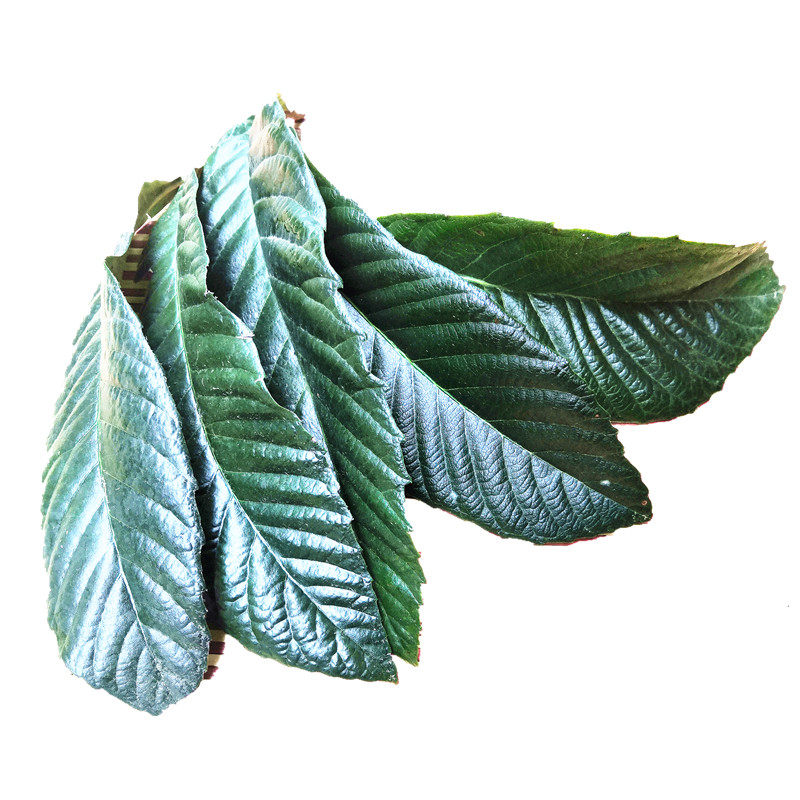 新鲜枇杷叶原茶半斤水果琵琶树叶