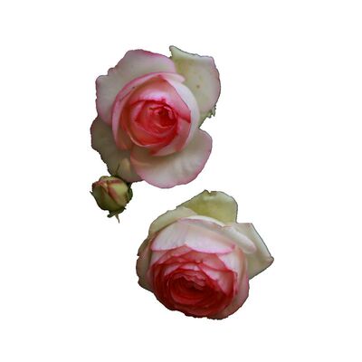 老园丁藤本月季粉色龙沙宝石庭院