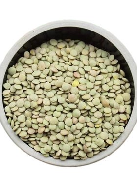 发芽专用小扁豆甘肃非转基因扁豆