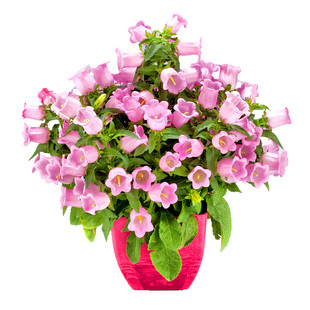 切花风铃草种子大花杯状悬铃铛花籽阳台室外盆栽耐寒春秋播种