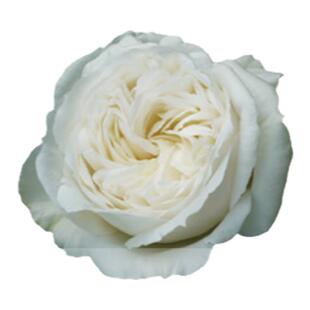 铃兰家 | 伊芙婚礼之路   纯白色包子 切花浓香月季推荐四季开