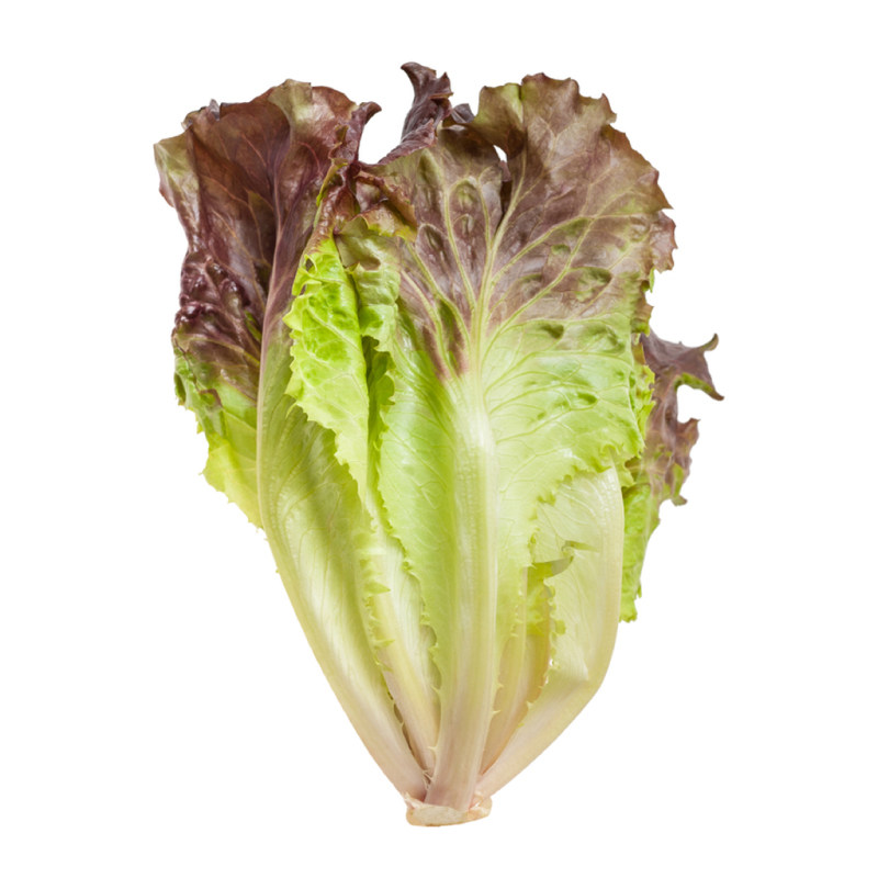 山东寿光紫罗马生菜秧苗穴盘培育咖啡菜大速意大利蔬菜苗四季盆栽