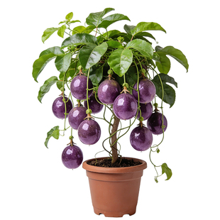 黄金百香果树果苗广西嫁接爬藤9号百香果苗全国四季种植不断结果