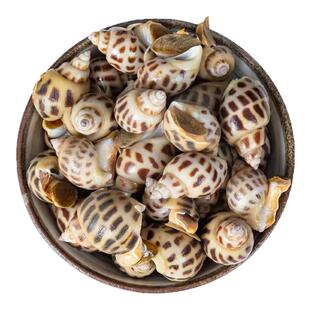 花螺鲜活新鲜海螺大号海鲜水产鲜活鲜冻冷冻东风螺特大花螺捞汁