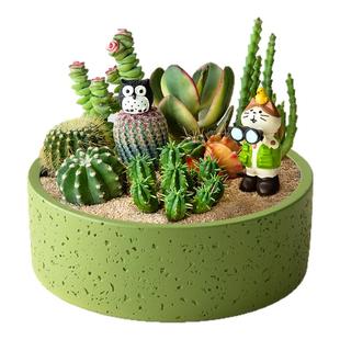 多肉植物大颗好养办公室工位桌面微景观仙人掌仙人球新手花卉盆栽