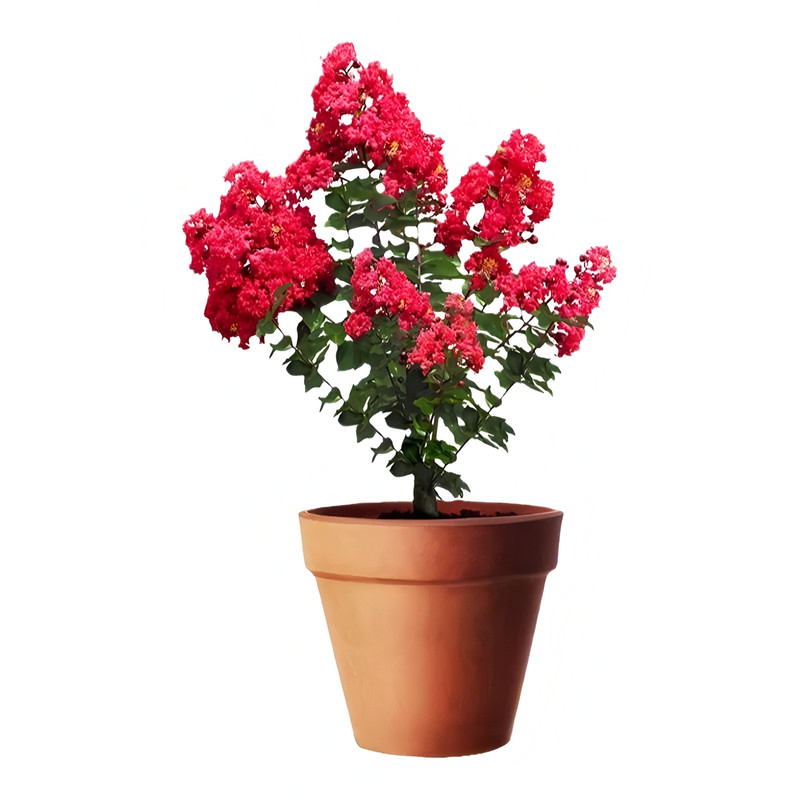 紫薇花瓶造型树编织树苗高档花卉
