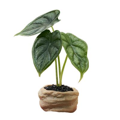 龙鳞海芋酒瓶兰狼尾蕨桌面盆景