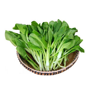 鸡毛菜种子种籽18天四季小白菜青菜油菜上海青阳台盆栽蔬菜蔬莱孑