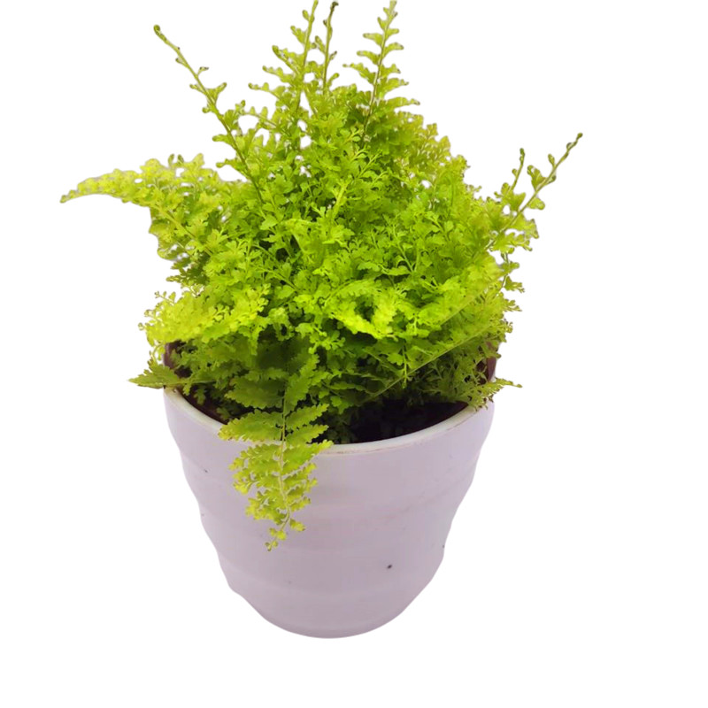 蕾丝蕨铁线盆栽花绿植室内进化空气观叶植物吸甲醛防辐射蕨类包邮