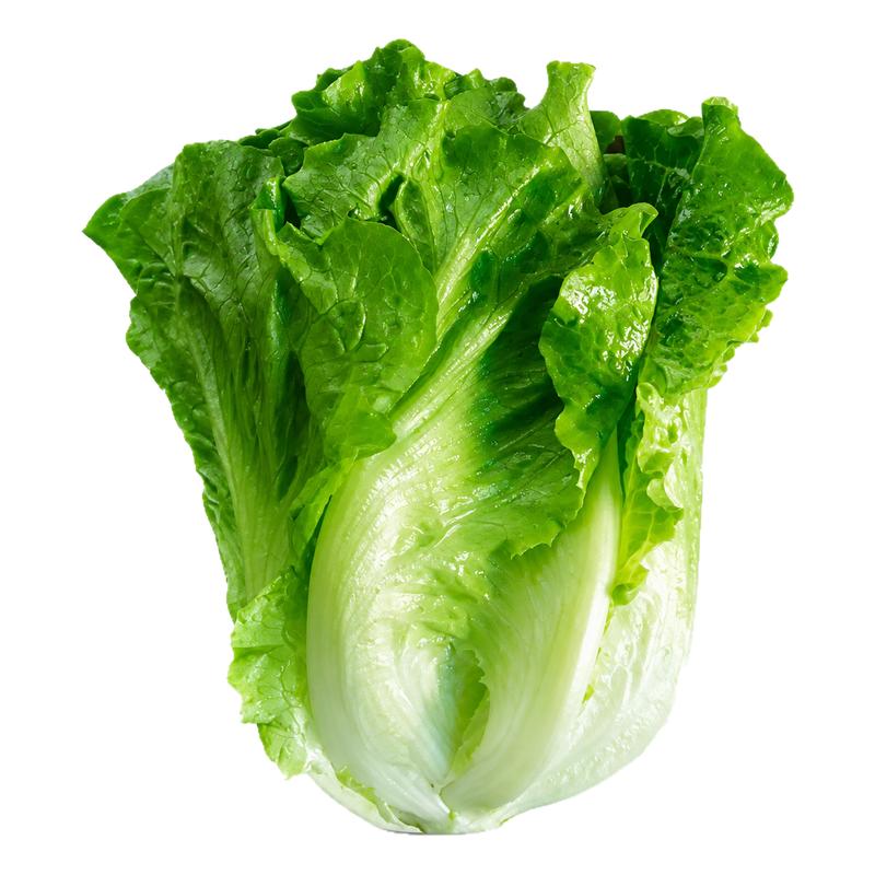 意大利生菜种子籽抗热耐抽苔全年生菜四季种植家庭阳台菜园易种植