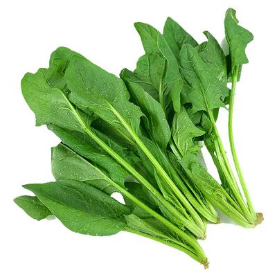 绿色菠菜基地自种青菜