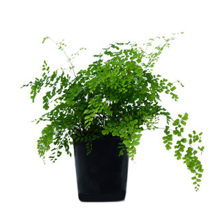 PHYSIS院子 铁线蕨中号室内绿植净化空气美观好养北欧风盆栽植物