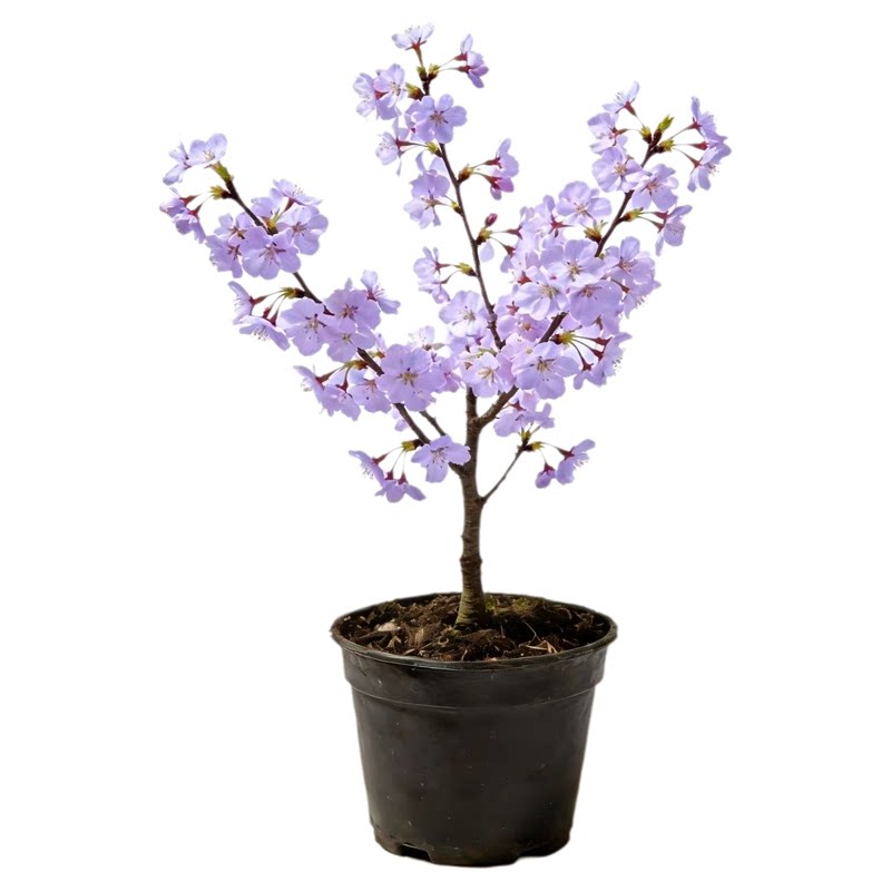 庭院别墅绿化耐寒风景树樱花树苗