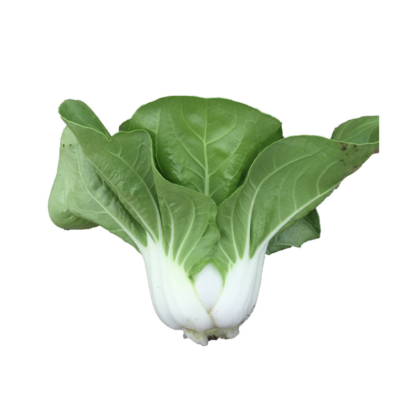 白牡丹矮脚白快青菜种籽小白菜鸡毛菜耐热雨水四季盆栽春季夏秋冬