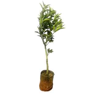 正宗广西武鸣沃柑树苗嫁接无籽柑橘苗桔子苗橘子果树苗盆地栽带土