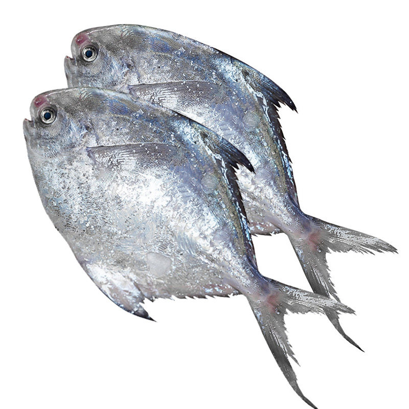 【顺丰直发】300-400g银鲳鱼2条