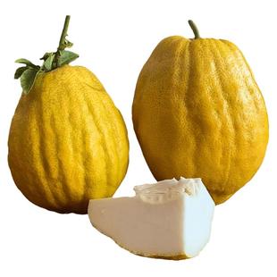 香橼果鲜果清供礼佛天然香薰特大果佛手柑同类闻香观赏盆栽